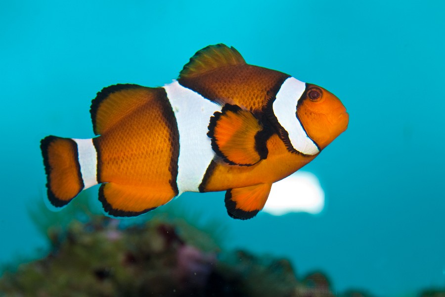 Ocellaris Clownfish in Saltwater Aquarium